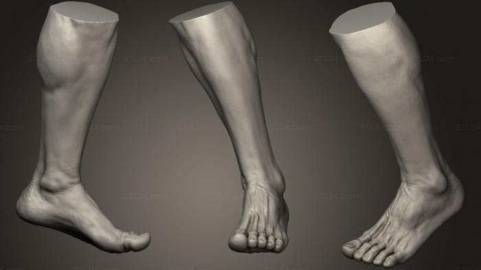 Анатомия скелеты и черепа (Мужская ступня 6, ANTM_0784) 3D модель для ЧПУ станка
